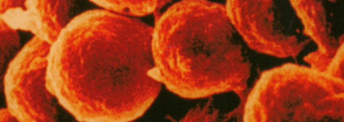 bioprocessing-journal-premier-issue-2001