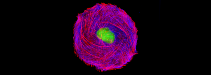 gmme-cell